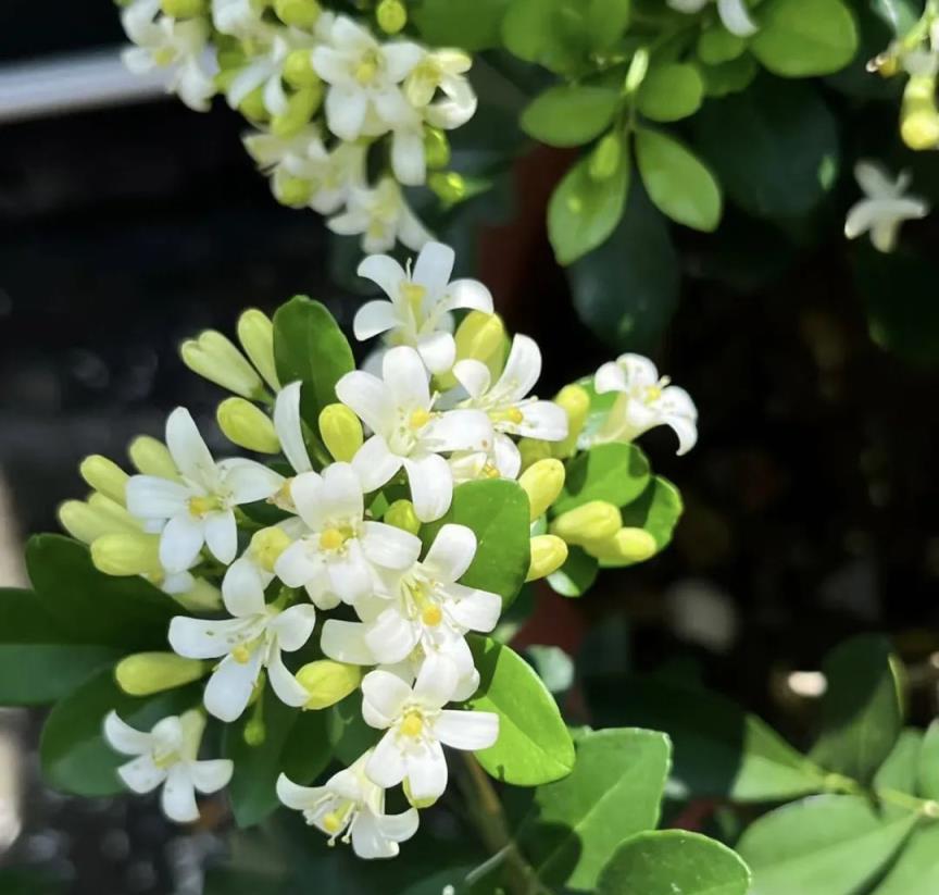 奶奶說「窮養花，富種樹」！4種吉祥樹，招財又納福，財富好運來的快！