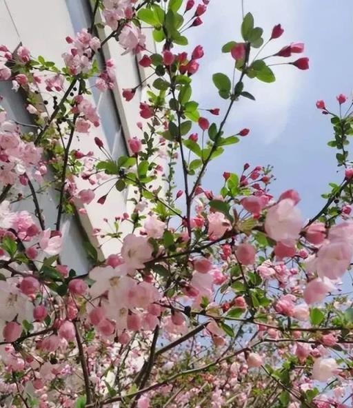 5種「守家樹」，美麗又長壽，還能養成「傳家寶」