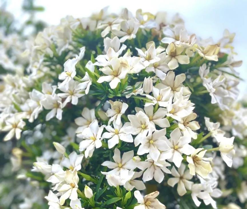 梔子花茉莉花，「不喝醋」不開花，一種酸水喂一遍，花苞擠滿枝頭！