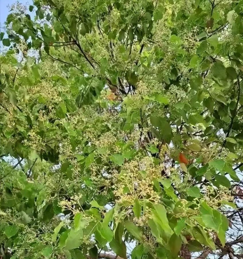 4種「吉祥樹」，庭院種一棵，寓意深遠，還能養成「傳家寶