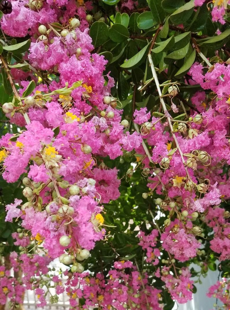 7種「花樹」，家有庭院種一棵，越養越美，美好幸福「院景」