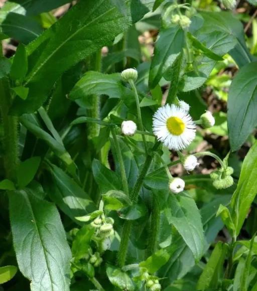 這種「野草」農村常見無人要，治療胃炎有奇效，以後見到要珍惜！