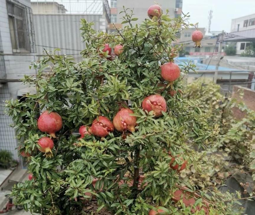 ​5樹開花，子孫有錢花，五種漂亮花，客廳隨便放一盆，大氣高雅，真吉祥！