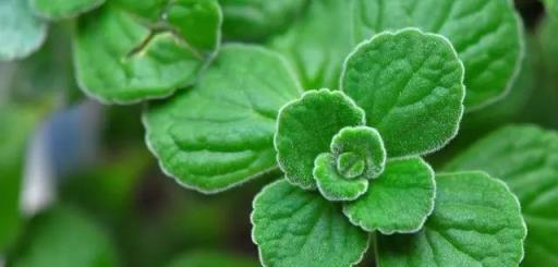 3種花能「薰蚊子」，香味很獨特，隨便養幾盆，蚊子不敢來