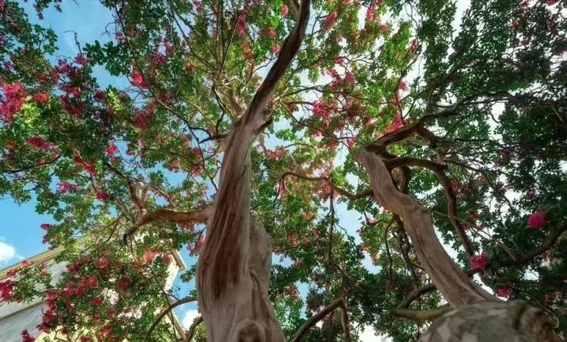 7種「花樹」，家有庭院種一棵，越養越美，美好幸福「院景」