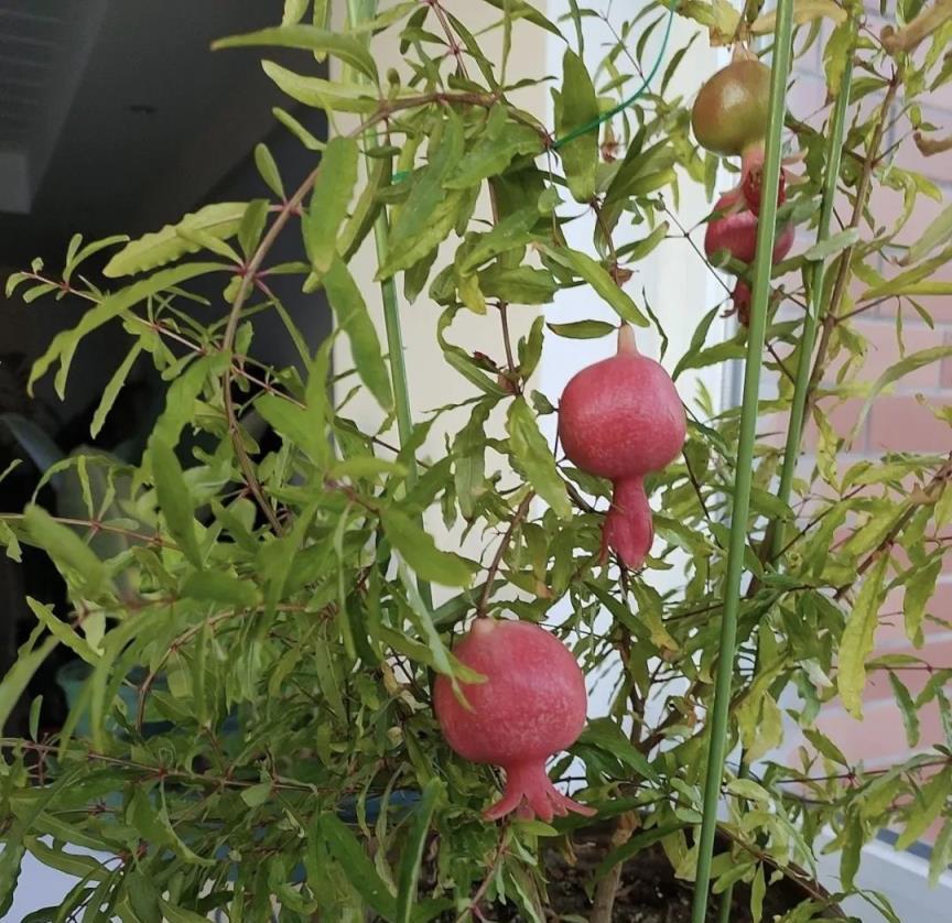 3根枝條扔盆裡，2周就生根，來年果實壓彎枝，能吃能看，果樹當花養！