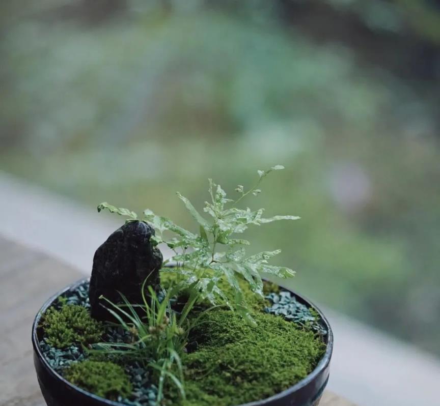 澆水就能活的6種花，「傻子」都能養活，不養一盆可惜！