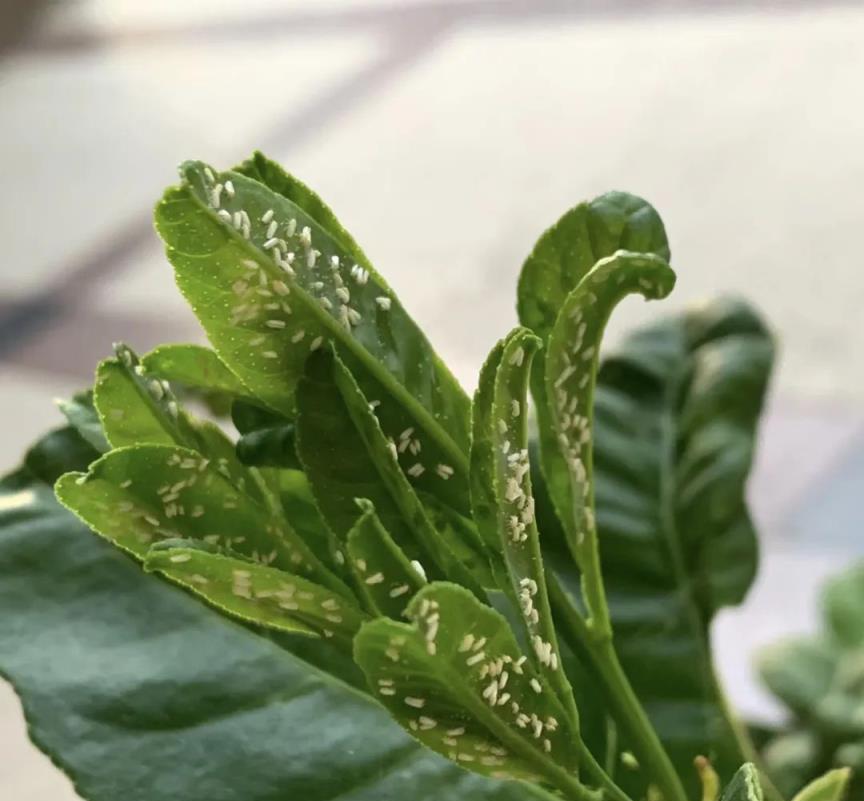 花盆裡總是招蟲子，不用噴藥，撒點它，不久後徹底消滅！