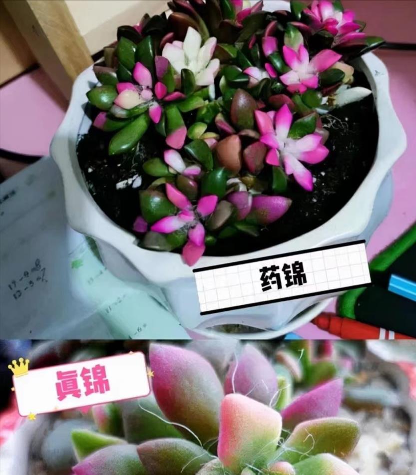 六種花「不吉利」，年前買花需注意，免得「被坑」