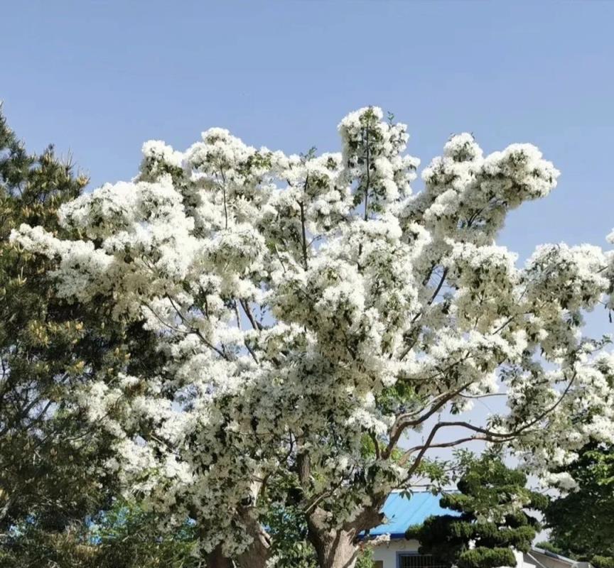 俗話說，窮栽草，富種樹，5種樹有「錢景」，吉祥好運到！