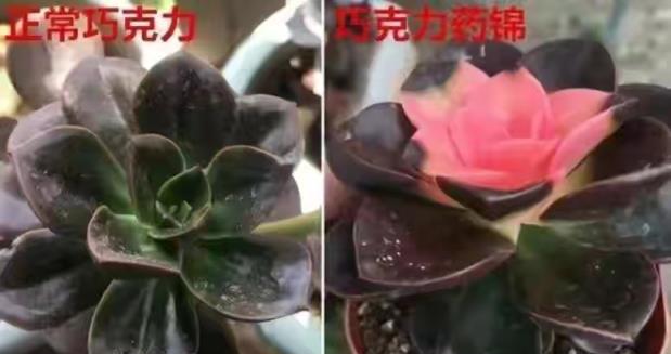 6類「坑人花」，買了養不活，白花冤枉錢，花商：不懂的才喜歡買