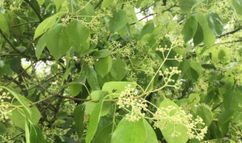 家有6種「名貴樹」，生活差不到哪裡去，經典美麗，好處多