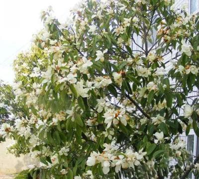 有個小院子，養上3種花，花香淡雅開花高貴，花期超長，值得擁有