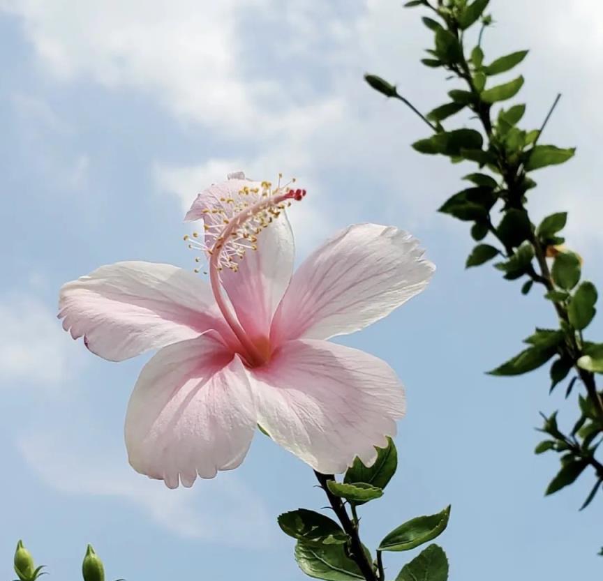 最勤勞的花，一年開花300多天，號稱「花中勞模」，放陽臺四季都有亮麗的風景！