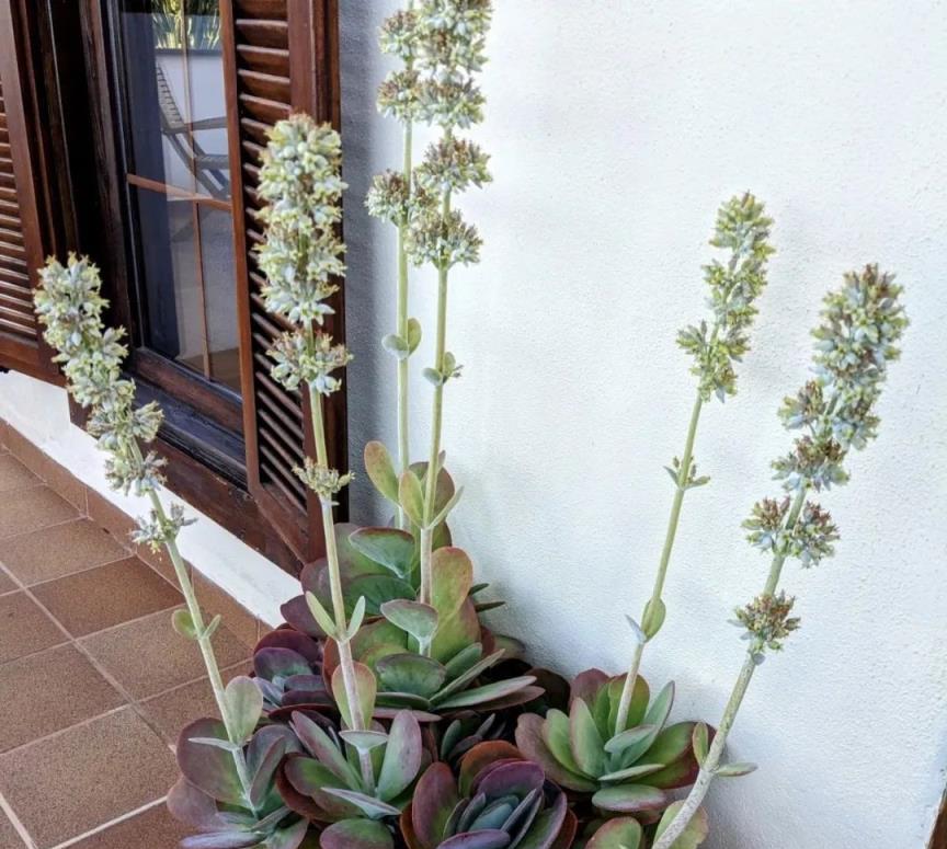 3種植物開花不是「好兆頭」，有花箭抓緊剪掉，不然後悔得腸子都青了！