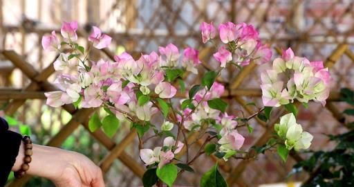 4種花，趕緊搬出去養，風吹加日晒，早早冒「花芽」！