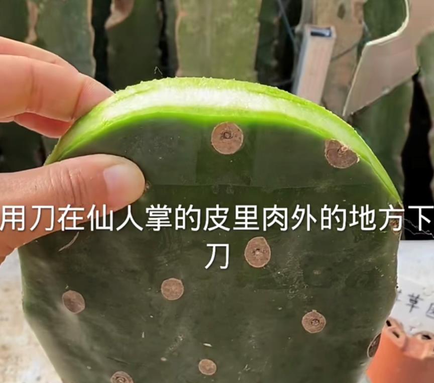 蟹爪蘭插在仙人掌上，10天就活，一次開花「上百朵」