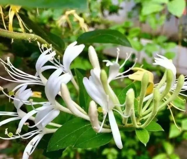 身體不好的人，打死不養3種「倒黴花」，都是親身經歷的教訓