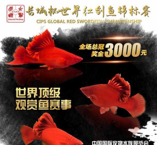 你家的魚喊你視訊通話啦!|「長城杯」世界紅劍魚錦標賽 來了-imomo植物識別