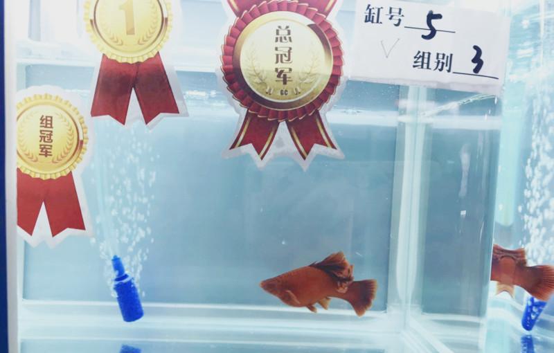 你家的魚喊你視訊通話啦!|「長城杯」世界紅劍魚錦標賽 來了-imomo植物識別