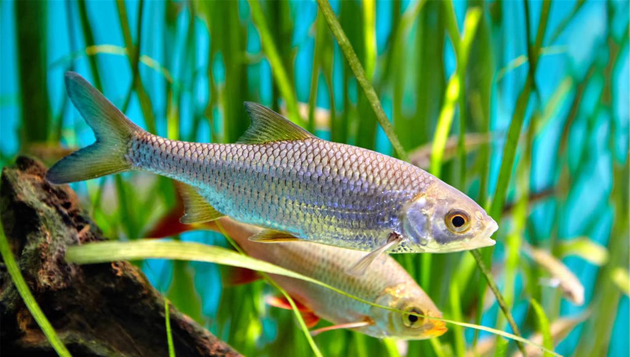你的魚缸養什麼水草合適?怎麼選水草?千萬不能喧賓奪主-imomo植物識別