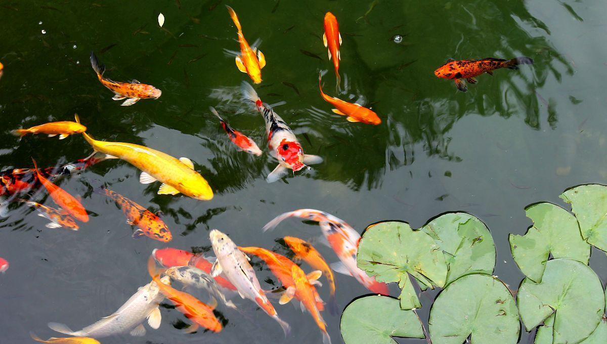 錦鯉好養,錦鯉是普通的觀賞魚?色澤漂亮的日本錦鯉不尋常-imomo植物識別