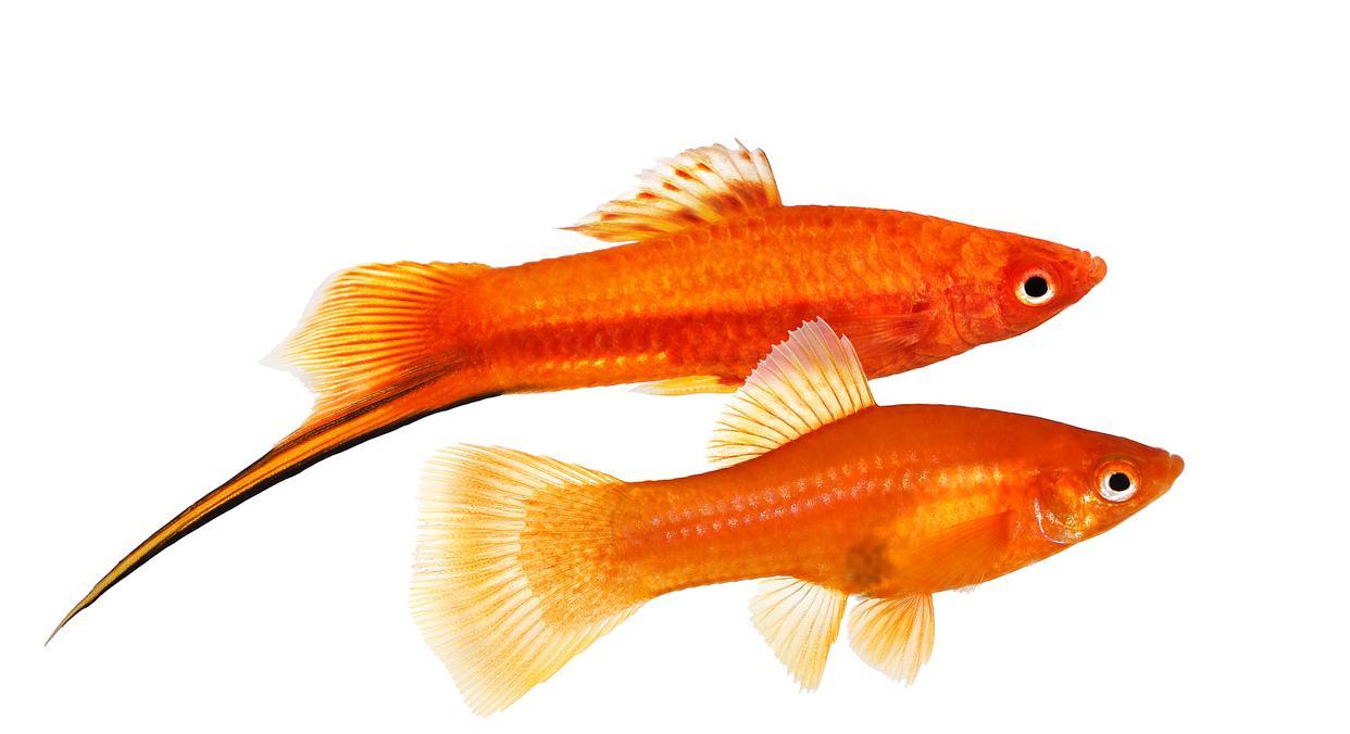 紅劍魚怎麼養?注意這10個方面,就是新手也能養好紅劍魚-imomo植物識別