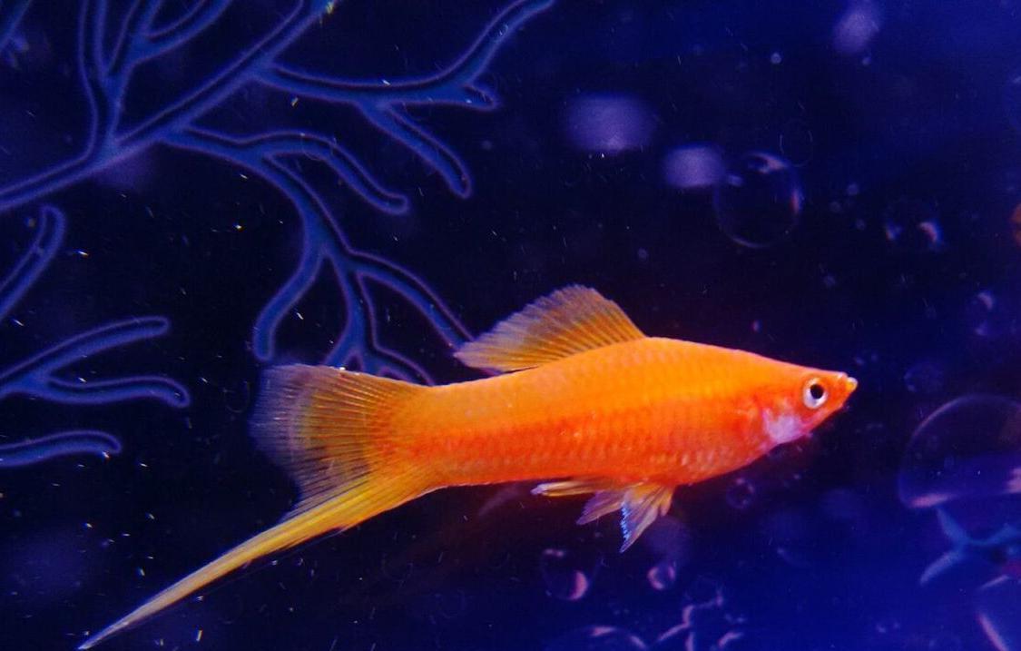 紅劍魚怎麼養?注意這10個方面,就是新手也能養好紅劍魚-imomo植物識別
