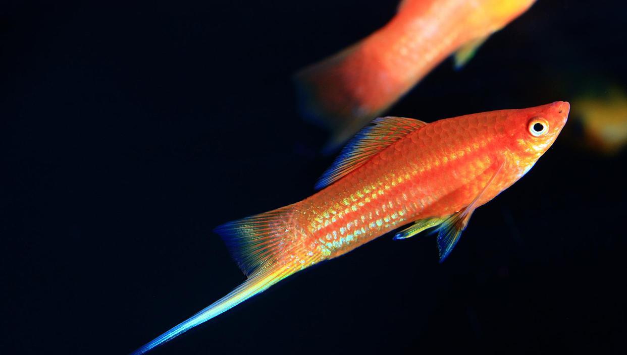 紅劍魚怎麼養?注意這10個方面,就是新手也能養好紅劍魚-imomo植物識別