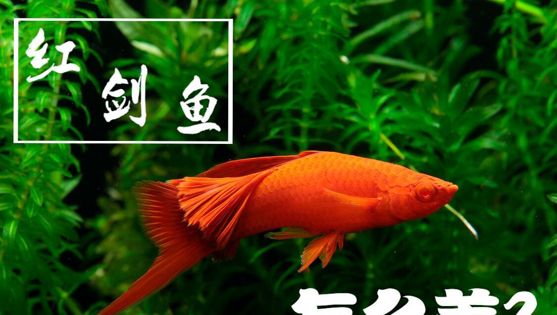 紅劍魚怎麼養?注意這10個方面,就是新手也能養好紅劍魚-imomo植物識別