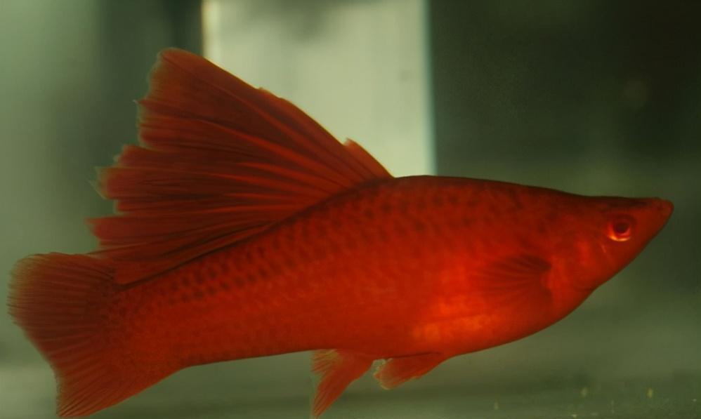 紅劍魚怎麼養?注意這10個方面,就是新手也能養好紅劍魚-imomo植物識別