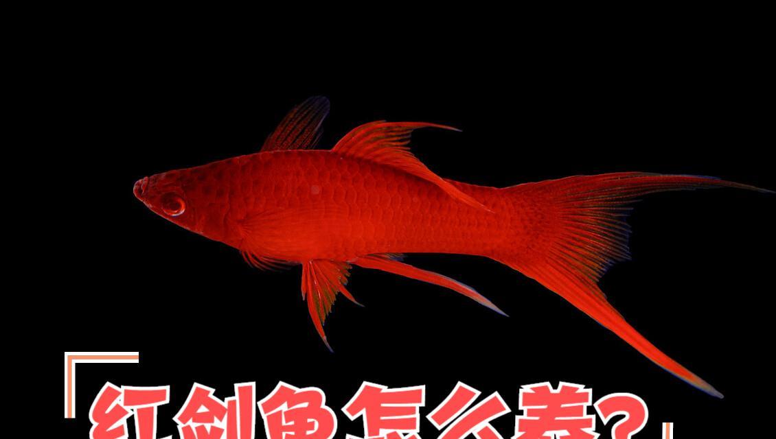 紅劍魚怎麼養?注意這10個方面,就是新手也能養好紅劍魚-imomo植物識別