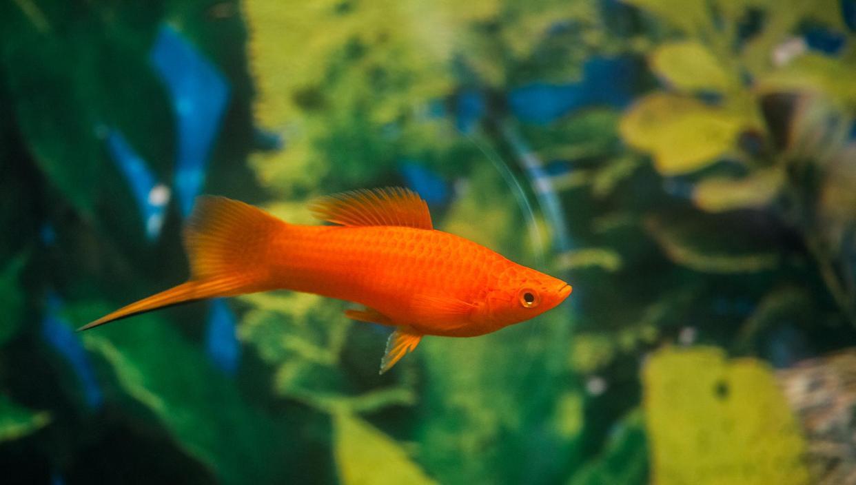 紅劍魚怎麼養?注意這10個方面,就是新手也能養好紅劍魚-imomo植物識別