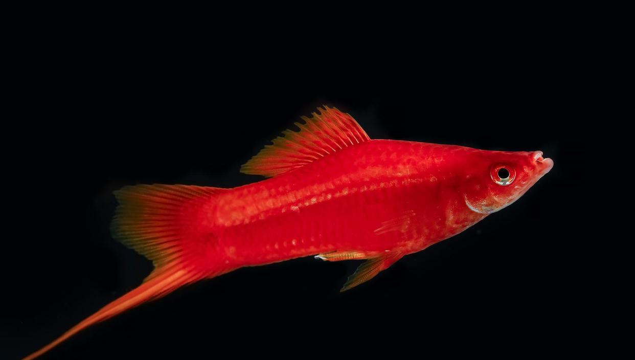 紅劍魚怎麼養?注意這10個方面,就是新手也能養好紅劍魚-imomo植物識別