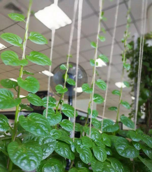 陽臺蔬菜 | 這次試試落葵,超詳細技術分享~-imomo植物識別