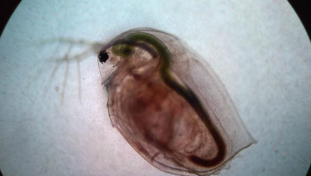 如何在魚缸里正確使用枝角類魚蟲?-imomo植物識別