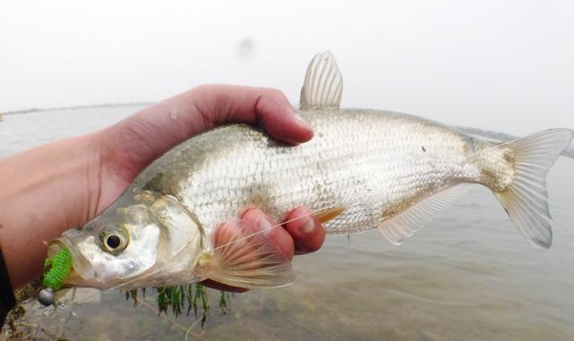 路亞青梢魚——習性、裝備、技法全解密-imomo植物識別