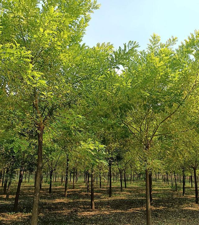 金枝槐怎麼修剪?金枝槐種植技術-imomo植物識別