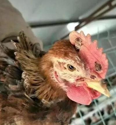 養雞怎麼預防「雞瘟」?做好這幾點就能放心-imomo植物識別