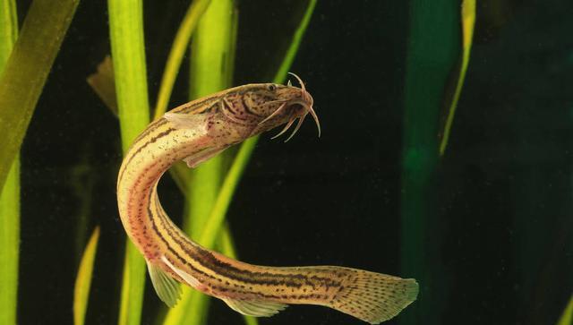 另類的釣法主攻泥鰍,可兼釣翹嘴黑魚卻很少有人知道——竹麥釣-imomo植物識別