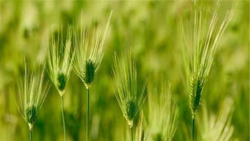 高原無公害青稞高產種植技術,看完這些,你就明白了!-imomo植物識別