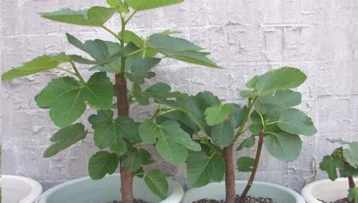 在家也能種「無花果」，南北方都能種，果子大又甜，年年掛滿枝-imomo植物識別