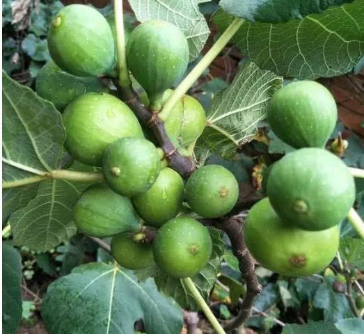 在家也能種「無花果」，南北方都能種，果子大又甜，年年掛滿枝-imomo植物識別