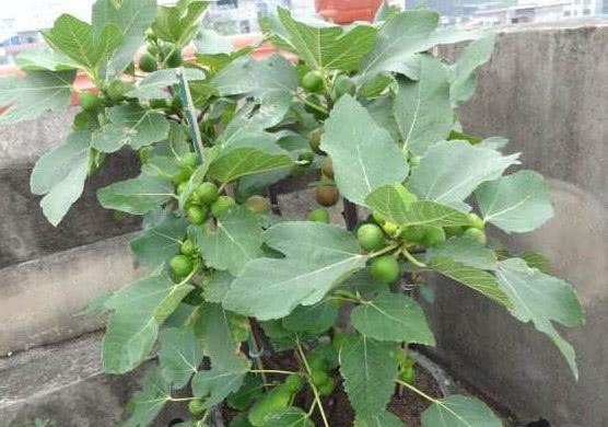 在家也能種「無花果」，南北方都能種，果子大又甜，年年掛滿枝-imomo植物識別