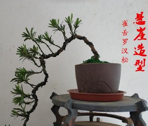 根連叢林式樹樁盆景和懸崖式樹樁盆景-imomo植物識別