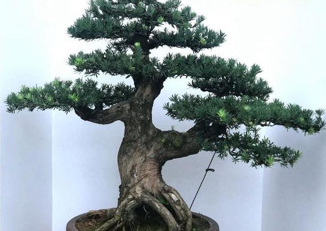 樹樁盆景新樁埋土高低、出芽部位的判斷-imomo植物識別