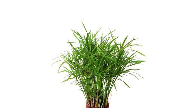 水竹的養殖方法?水耕、土培都可以-imomo植物識別