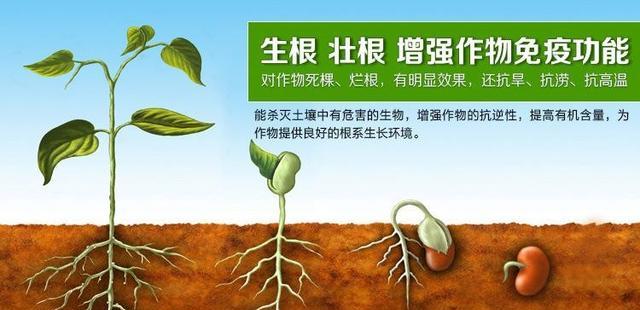 什麼是生根劑？揭開生根劑的祕密-imomo植物識別