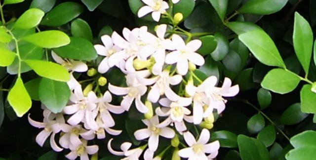 這種花香氣十足，不僅好看還能淨化空氣，陽臺上放一盆，非常美觀-imomo植物識別