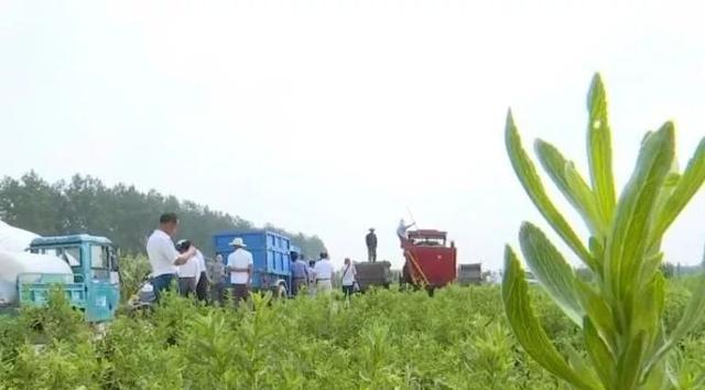 弶港甜葉菊產業發展及其綠色栽培技術-imomo植物識別